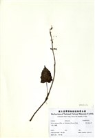 藏品(黃花鼠尾草)的圖片